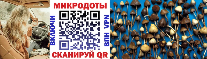 Псилоцибиновые грибы Psilocybine cubensis  Оса 